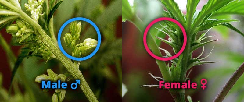 Image showing difference of male and female hemp plants