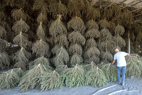 Huge hang drying hemp storage facility