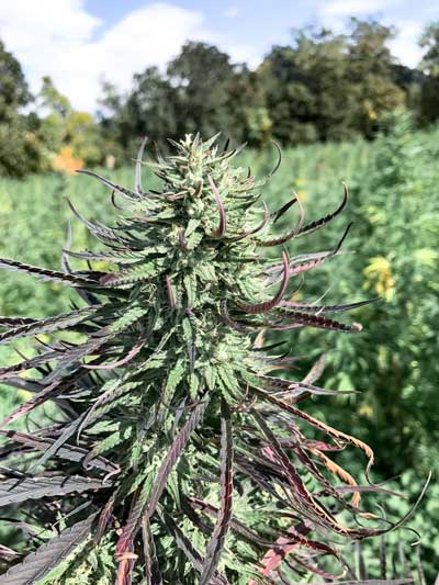 Close-up of thriving Eclipse CBD hemp seed plant, showcasing its exceptional calyx stacking structure and lush foliage
